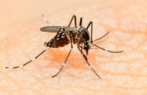 zika. mosquito, repellant, microcephaly, CDC