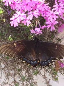 Flowers attract insects and other pollinators to your garden.