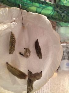 The caterpillars develop into a chrysalis.