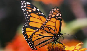 Monarch Butterfly