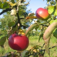 Teach Your Children Well