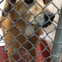 Owner Surrenders – A Shelter Animal Article