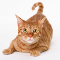 It Takes One Person to Act