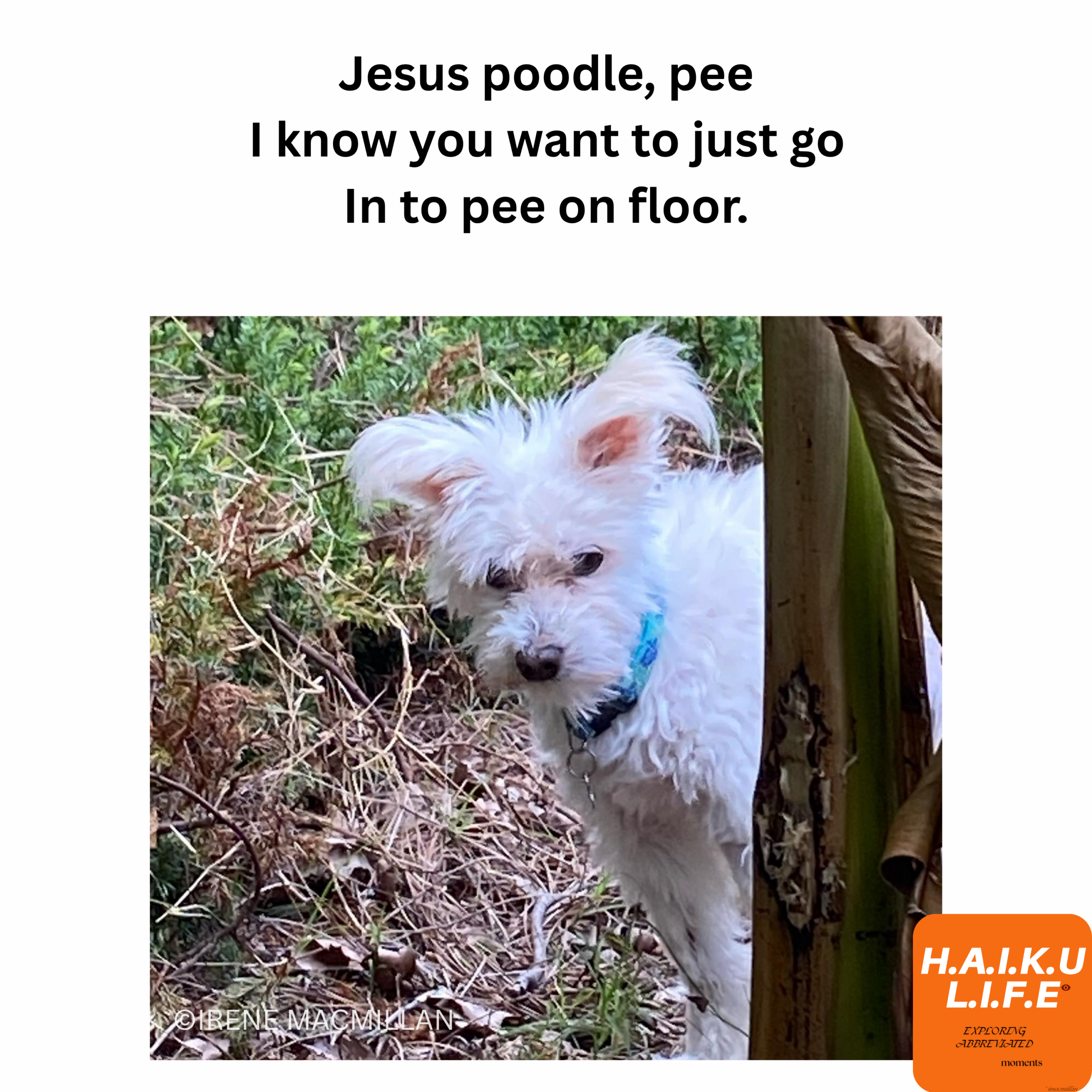 Episode 8 – Jesus Poodle Pee